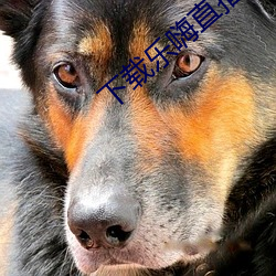 下载乐嗨直播app