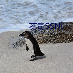 葵司(司)SSNI