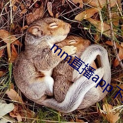 mm直播app下载