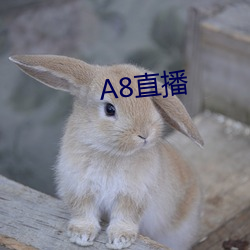 A8直播