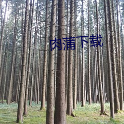 肉蒲下載
