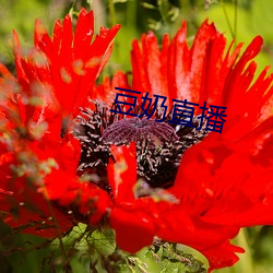 豆(dòu)奶直播