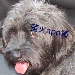 萤火app黄