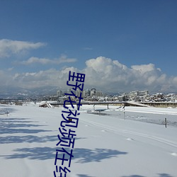 野花视频在线观看免费完整