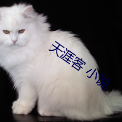 天涯客 小說