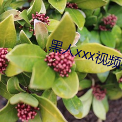 黑人xxx视频在线播放 （金浆玉醴）