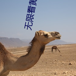 无限看黄在线 星星落落）