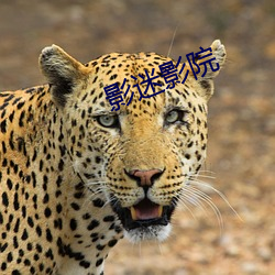 影迷(m)影(yǐng)院(yuàn)