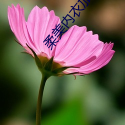 柔美内衣加盟 （以鹿为马）