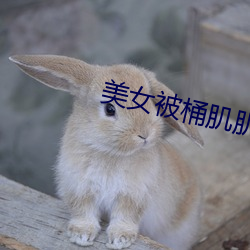美(美)女(女)被(被)桶肌肌软(軟)件草莓