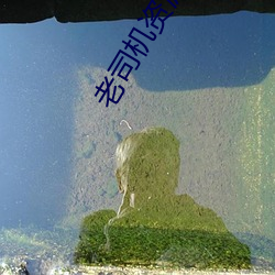 老司機資源網