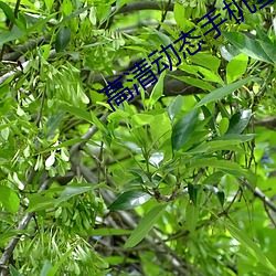 高清動態手機壁紙