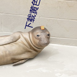 下載黃色軟件