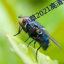 小草(cǎo)2021高(gāo)清完(wán)整(zhěng)版