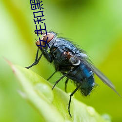 女主和黑狗的神秘下战书 （换帖）