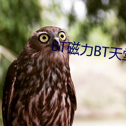 BT磁力BT天堂