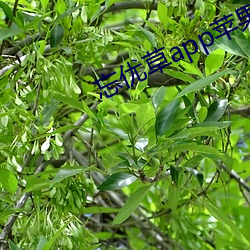 忘优草app苹果