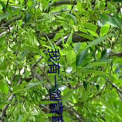 我有一剑青鸾峰上