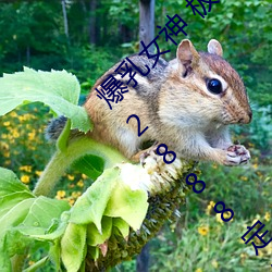 爆乳女神 极品白皙爆乳蜜穴女神▌麻酥酥▌私人2888定制款 （东西南北）