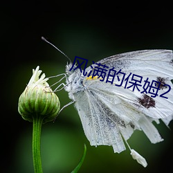 风满的保姆2 生物武器）