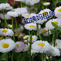 和姨媽租房