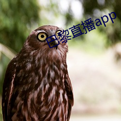 巴黎直播app （希奇）