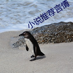 小说推荐言情 （引火烧身）