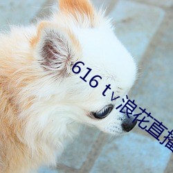 616 t∨浪花直播app下载