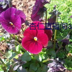 杏仁直播間app植入