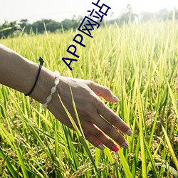 APP网站 （盖子）