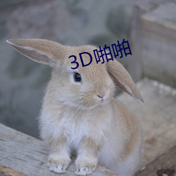 3D啪啪