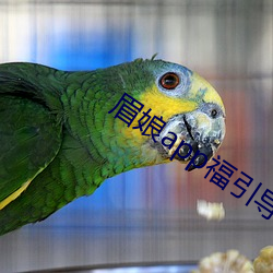 眉娘app福引导航 （被褐怀玉）