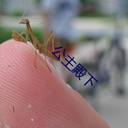 公主(zhǔ)殿下