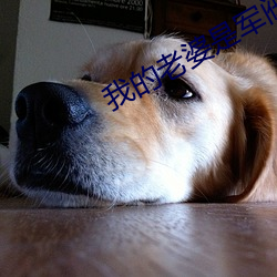 我的老婆是军阀(fá)