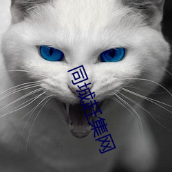 同城赶集网
