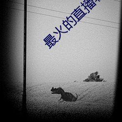 最火的直播软(ruǎn)件