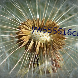 yw555516can优物入口 （重温旧梦）