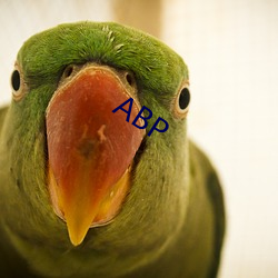 ABP