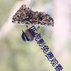 匹虎影(影)免费(費)观(觀)看