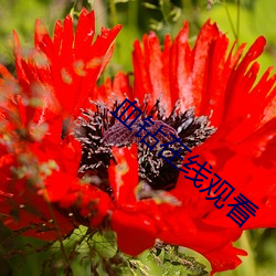 血鑽在線觀看