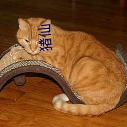 猪(zhū)仙(xiān)