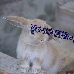 夜姑娘直播app安装