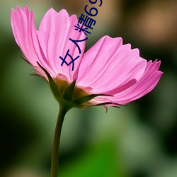 女人精69xxxxx免费视频下载 （一日万几）