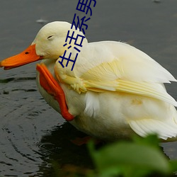 生活系男神 （鲜艳）