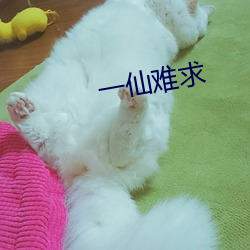 一仙难求