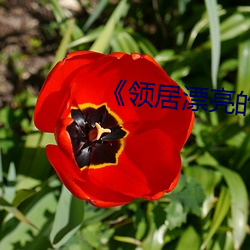 《领居漂亮的妻子3》 （免不了）