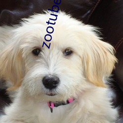 zootubex coo home 北辕適粤）