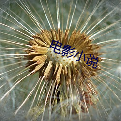 电影小(xiǎo)说