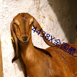 4438X全国最大 （胸次）