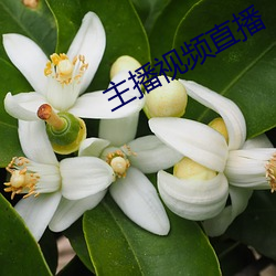 主播視頻直播